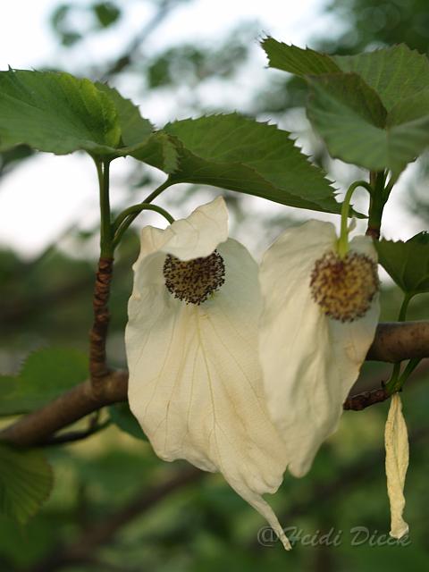 Davidia involucrata bluete.jpg